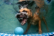 Hunde unter Wasser (1 of 2)