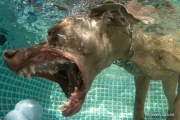 Hunde unter Wasser (2 of 7)