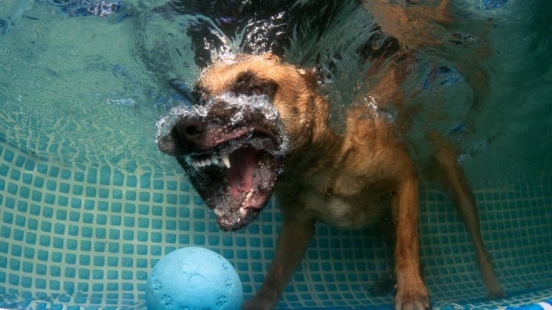 Hunde unter Wasser (1 of 2)