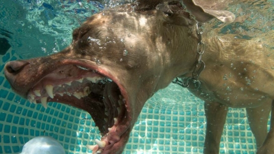 Hunde unter Wasser (2 of 7)