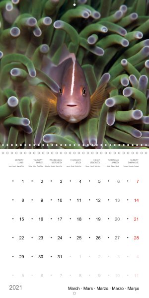 202103_Calender_2021_underwater_My_home_is_my_castle_Clownfish_march