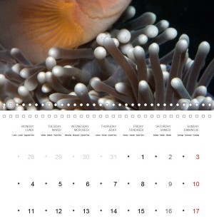 202101_Calender_2021_underwater_My_home_is_my_castle_Clownfish_january