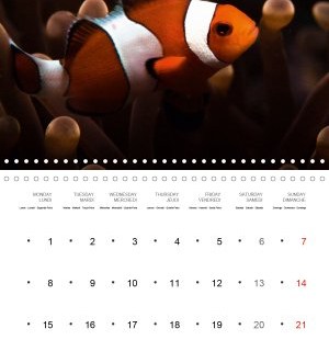 202102_Calender_2021_underwater_My_home_is_my_castle_Clownfish_february