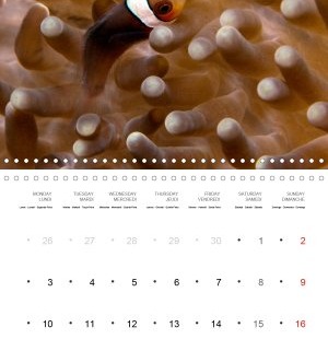 202105_Calender_2021_underwater_My_home_is_my_castle_Clownfish_may