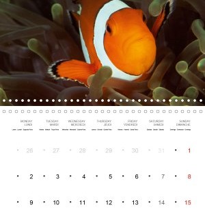202108_Calender_2021_underwater_My_home_is_my_castle_Clownfish_august