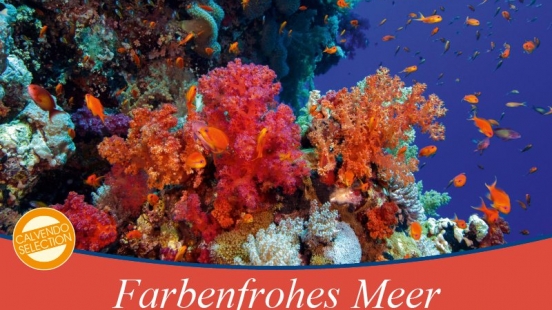 00 Cover Unterwasserkalender Farbenfrohes Meer 2019