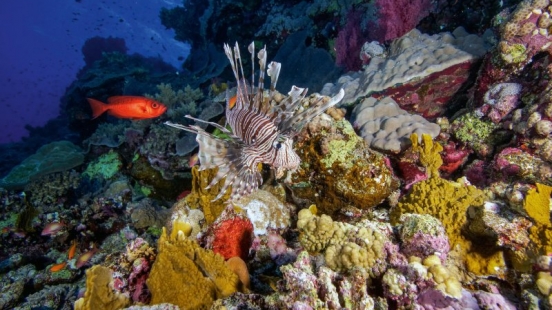 03 März Unterwasserkalender Farbenfrohes Meer 2019