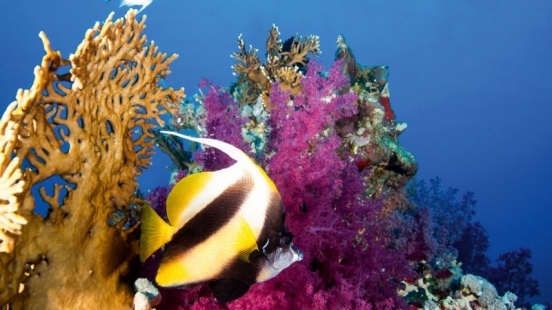 07 Juli Unterwasserkalender Farbenfrohes Meer 2019