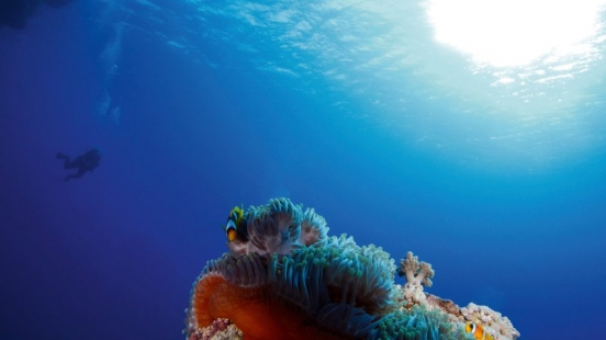 10 Oktober Unterwasserkalender Farbenfrohes Meer 2019