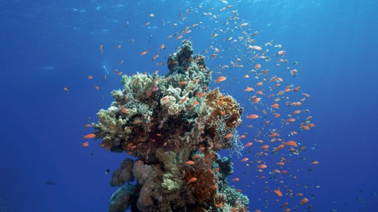 11 November Unterwasserkalender Farbenfrohes Meer 2019
