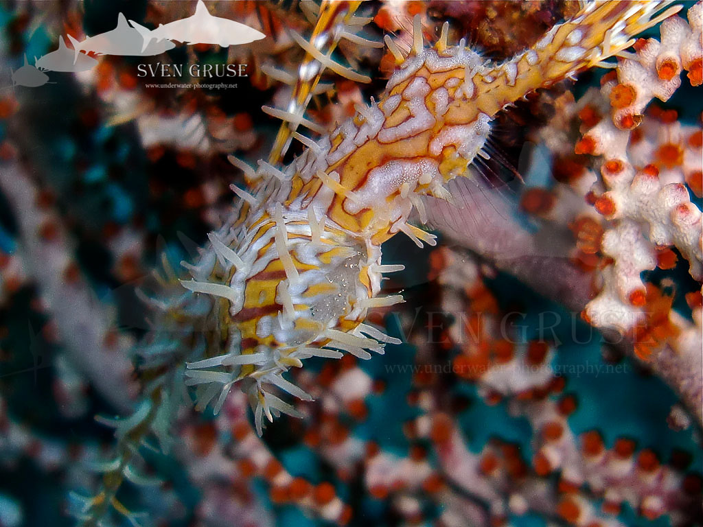 Ghost Pipefish