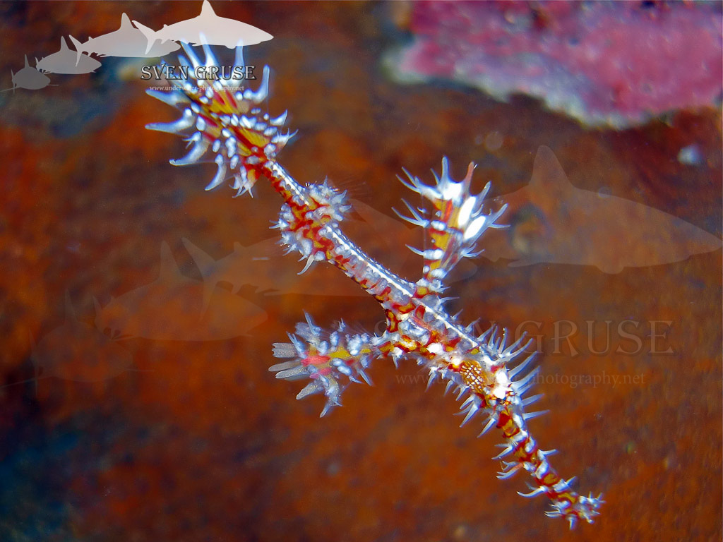 Ghost Pipefish