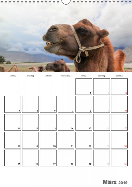 03 März Familienplaner Kamelporträt 2019