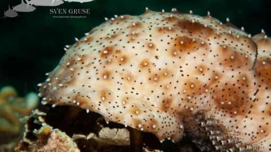 Graeffe's sea cucumber