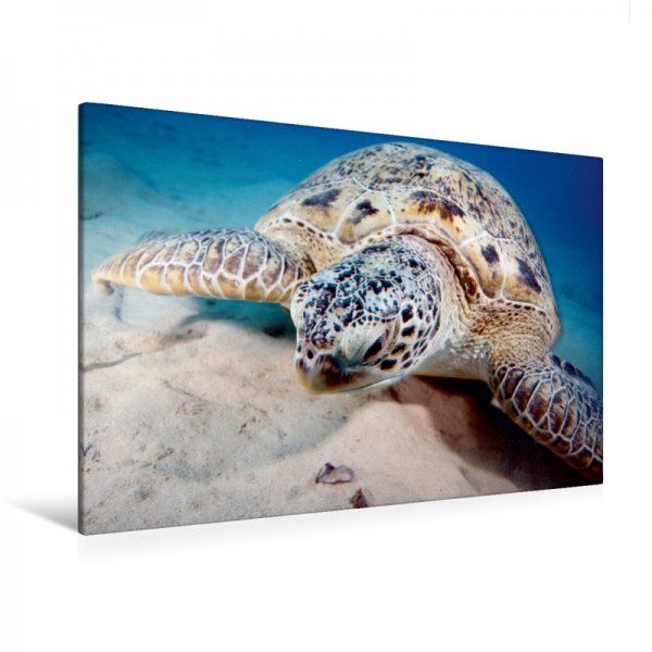 Unterwasserschildkröte Leinwand