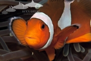 Anemonenfisch