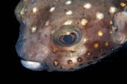 Kugelfisch Makro