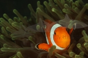Anemonenfisch Makro (2)