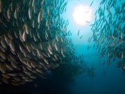 Fischschwarm