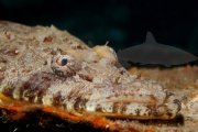 Krokodilfisch