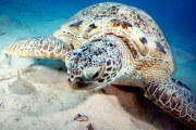 Schildkröte (2)