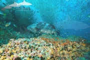 Sail Rock