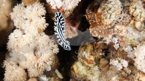Soma Bay nudibranch