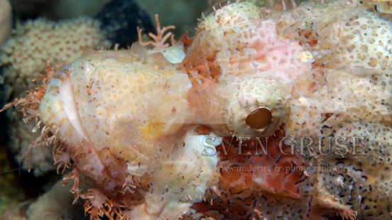 Soma Bay scorpionfish