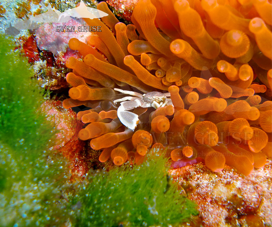 Anemone Crab