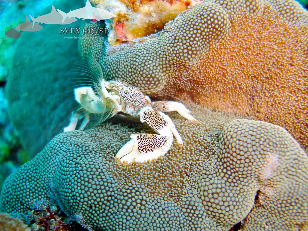 Anemone Crab