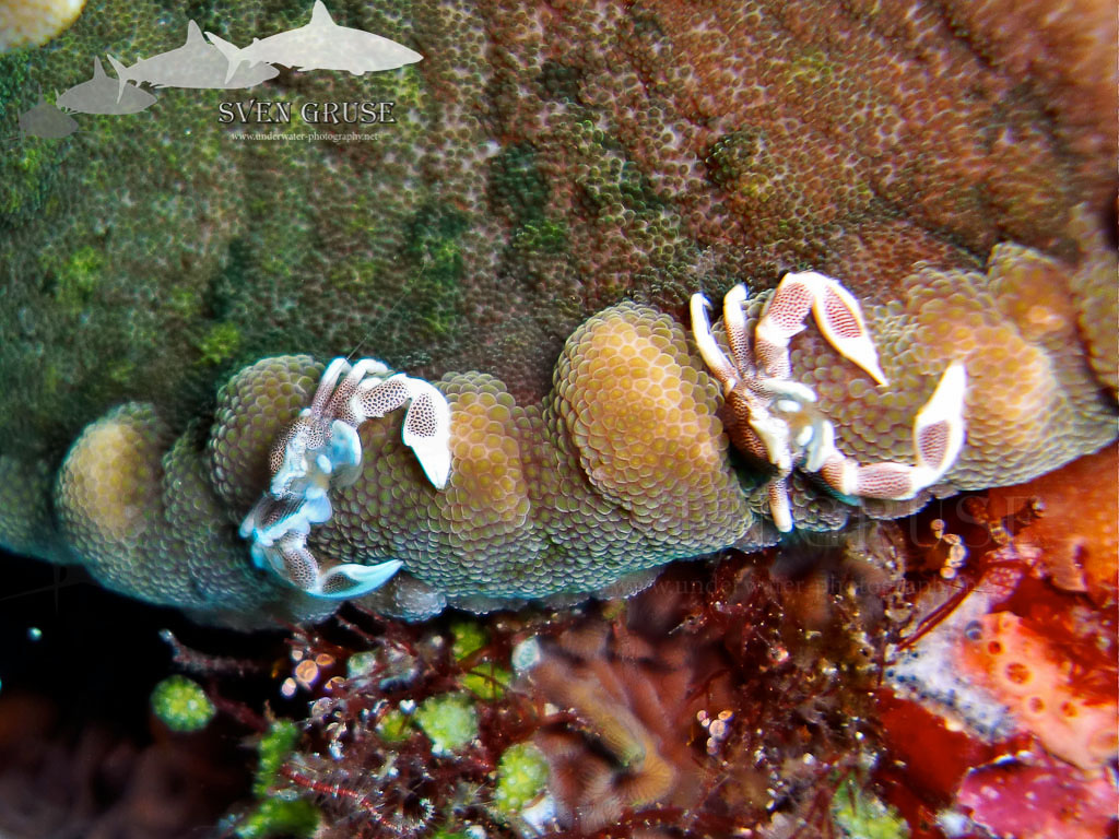Anemone Crabs