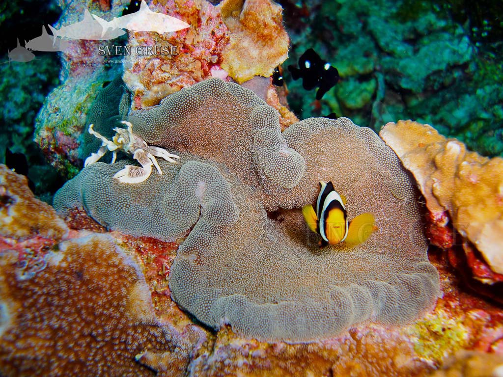 Anemone Crab and Anemone Fish