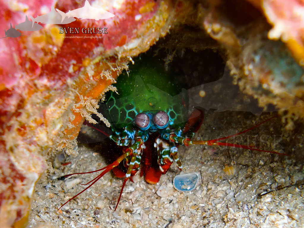Mantis Shrimp