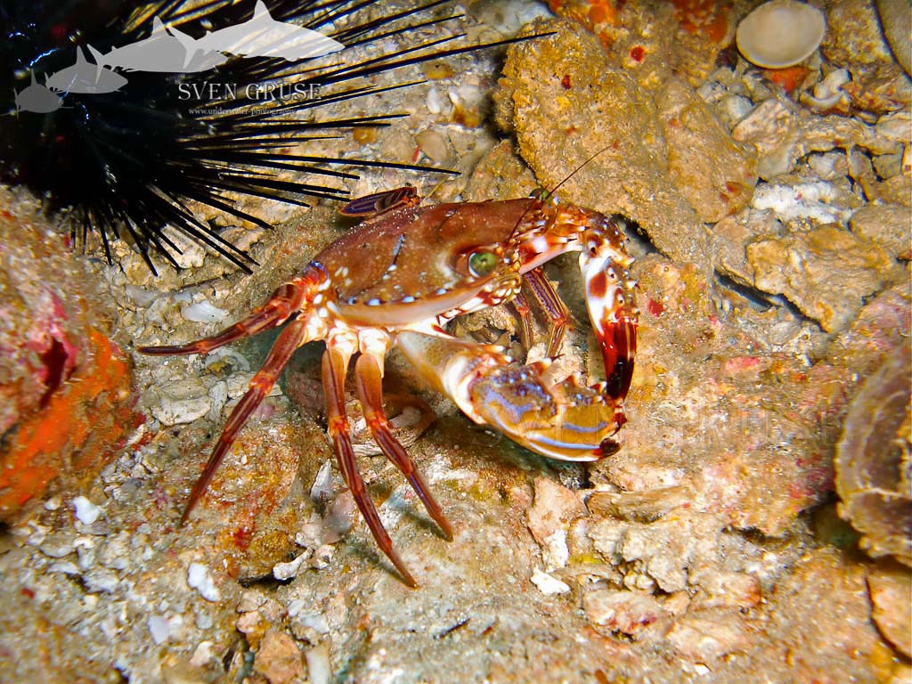 Crab