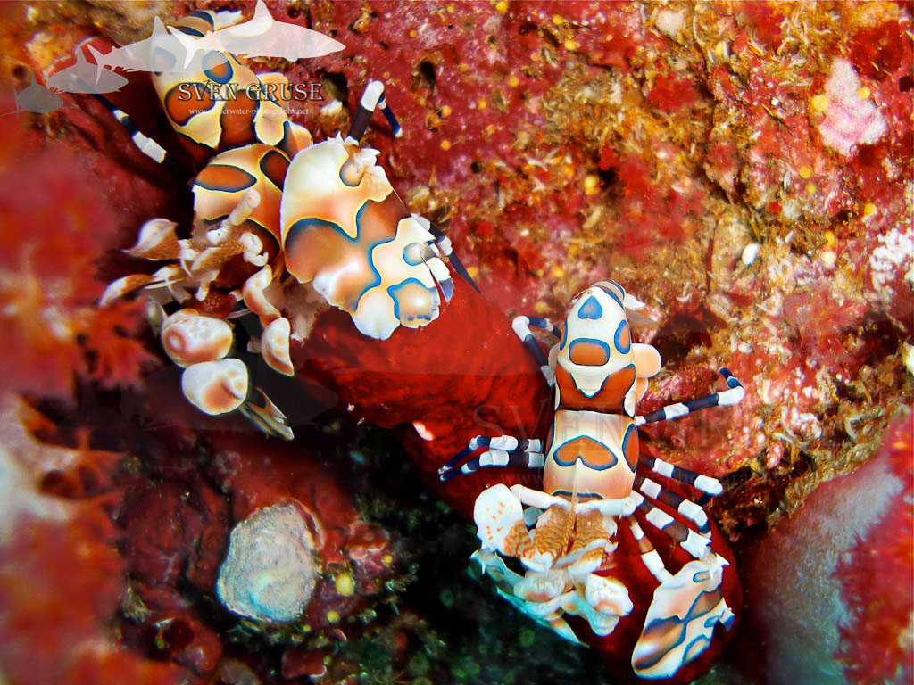 Harlequin Shrimps