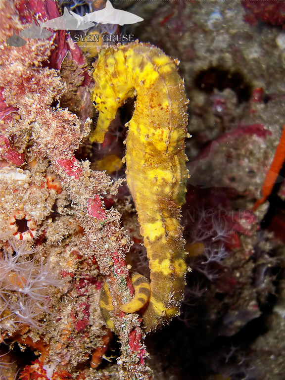 Sea Horse