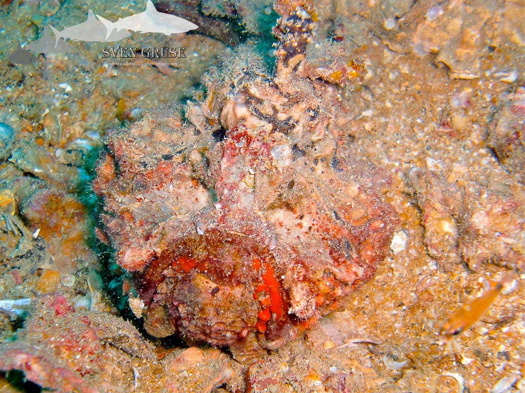 Reef Stonefish