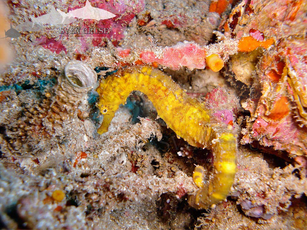 seahorse
