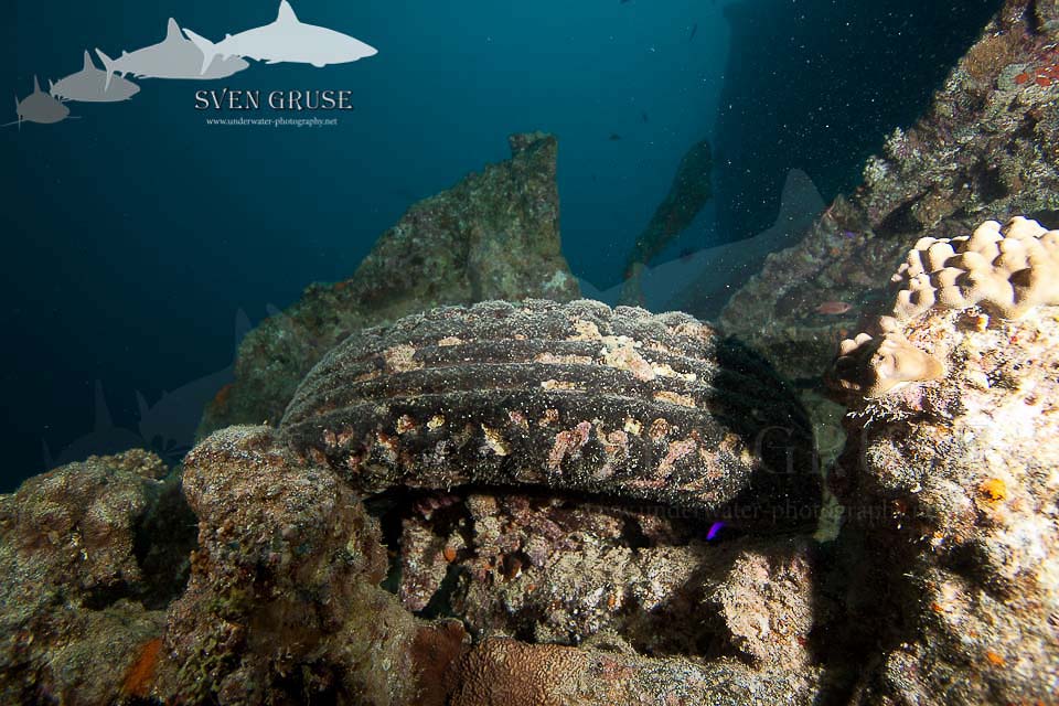 Thistlegorm