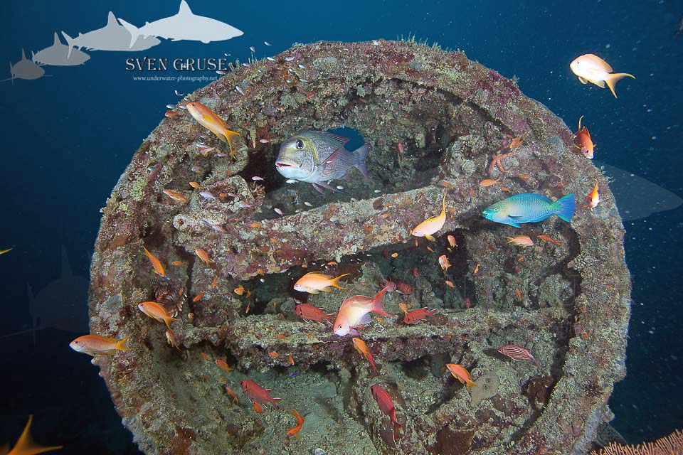 Thistlegorm