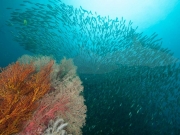 Fischschwarm