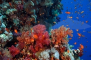 Riff Zabargad Island (2)
