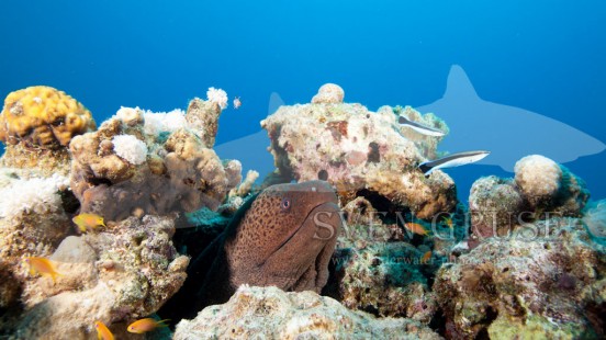 Fischbilder, Muräne