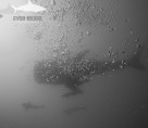 Whale Shark Southwest pinnacle - Koh Tao