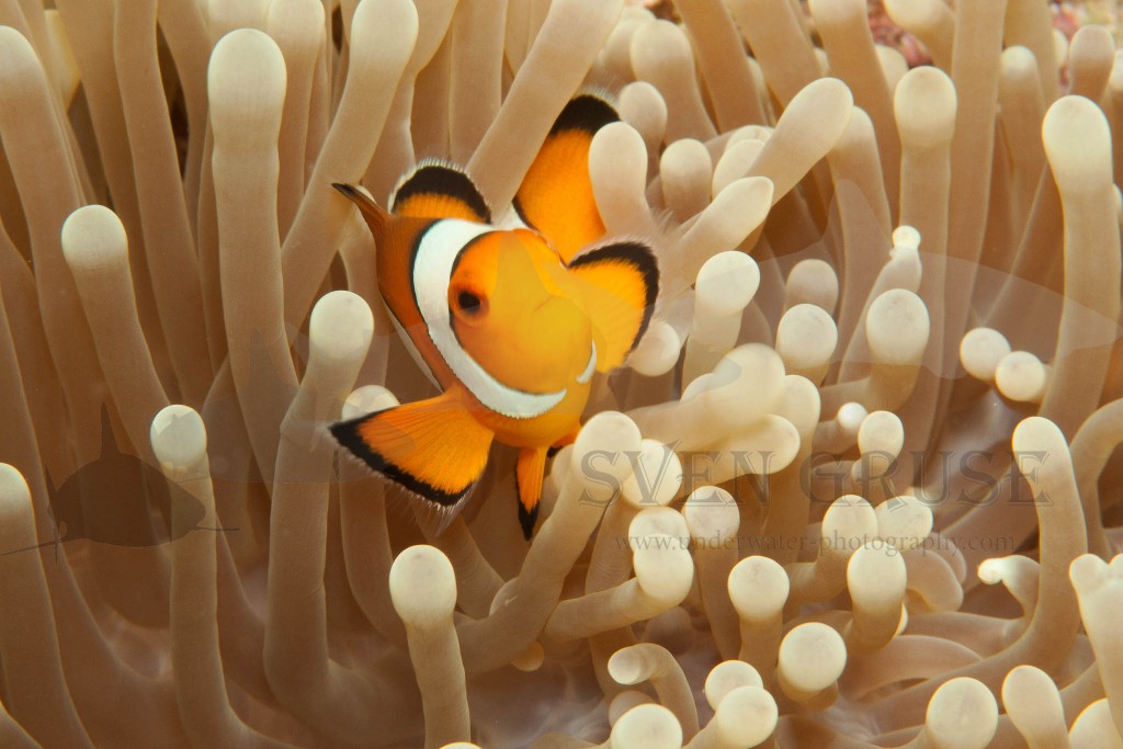 Fischbilder, Anemonenfisch